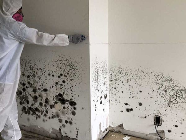 mold removal specialists treating wall with black mold
